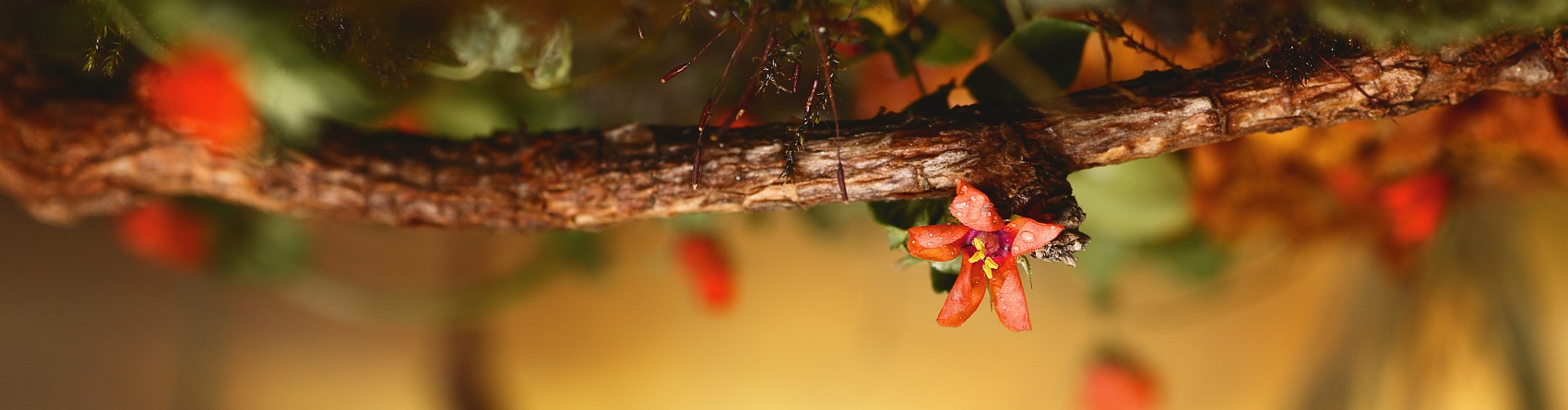 短视频拍摄供应商详解李子柒的几大拍摄思路